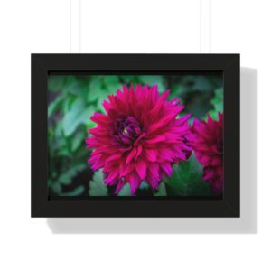 Dahlia Framed Horizontal Poster