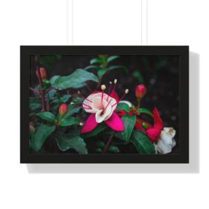 Fuschia Framed Horizontal Poster