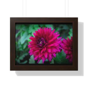 Dahlia Framed Horizontal Poster